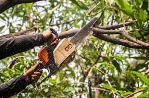 Tree Surgery Culmore